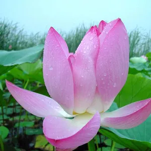 安新县嘉祥水生植物种植有限公司