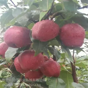 红梨树苗基地哪家好 泰安润佳农业品种*** 价格优惠