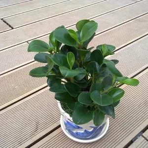 供应绿植花木室内租摆该如何养护浇水