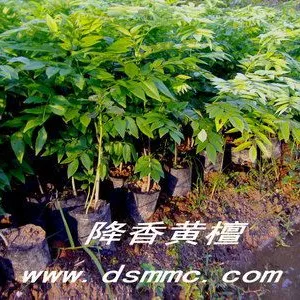 ��Ӧ����ľ�磬���ϻƻ��棬�����̴�磬��ľ��
