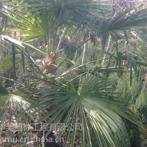 �����۸�1��������۸�2��������۸�3����鵼۸�50���ָ���鵼۸�