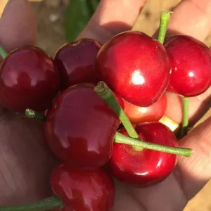 ����ӣ���� �����ӣ������ �����ӣ������۸�