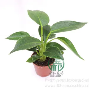 供应高度:20~25cm 冠幅:18~25cm 金钻, 适宜温度:≥10℃不耐寒