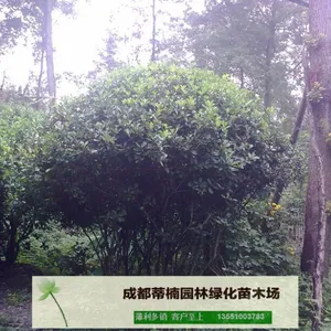 成都苗木基地供应万年青 成都万年青价格 成都万年青苗木基地