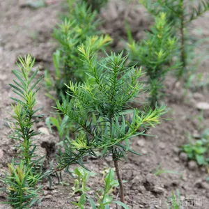 供应东北红豆杉树苗 红豆杉盆景 红豆杉苗价格 红豆杉基地