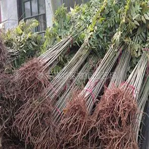 山东香椿苗哪家好 红油香椿苗专业培育