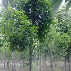 供应成都天竺桂价格  成都天竺桂报价天竺桂品种天竺桂规格