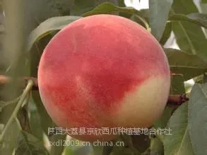 供应陕西最早上市的毛桃价格,早熟毛桃基地价格