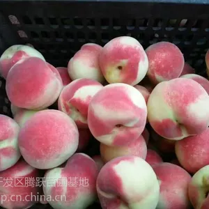 山东树苗桃树苗 山东水蜜桃树苗新品种 山东桃树树苗新品种
