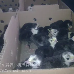 火鸡苗出售