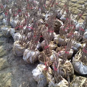 供应牡丹苗,精品正宗菏泽牡丹,室内花卉绿植盆栽