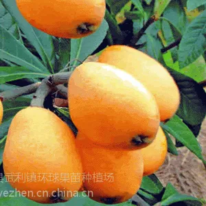 供应 早钟6号枇杷苗 优良品种早熟枇杷苗