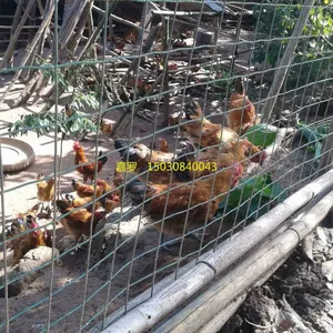 防护荷兰网厂家,隔离防护荷兰网,围墙荷兰网防护
