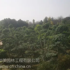 �����۸�1��������۸�2��������۸�3����鵼۸�50���ָ���鵼۸�