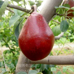 郑州果树研究所梨树苗 红皮梨 黄梨各种梨新品种大量供应