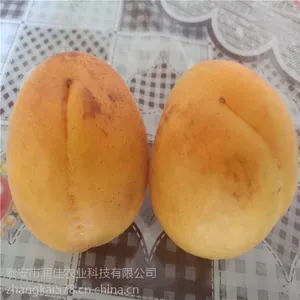 巨蜜王杏树苗 泰安润佳农业品种纯 价格公道 易成活 产量高