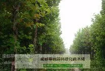 成都梧桐苗圃基地