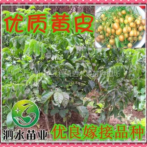 供应广西海南 黄皮幼苗 无核 鸡心 黄皮实生苗 盆栽绿化果树苗木批发