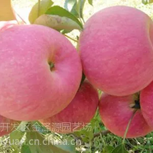 【1公分红富士苹果苗 M26矮化苹果苗价格 1公分红肉苹果苗哪里买山东金泽源园艺场***】