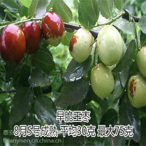 ֱ���޽������� ѩ���� ���Ʒ����ȫ