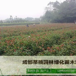 成都红叶石楠价格 红叶石楠苗木基地