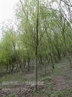 供应南京金丝垂柳价格报价