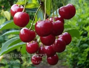 ӣ���磬 1���ּ�����������ӣ����۸�1���ְ���������ӣ�������