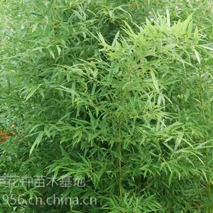 山东耐寒绿化竹子优质山东绿化竹苗