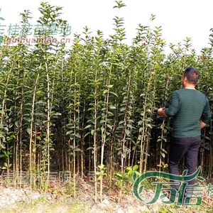 江门金桂苗***格,江门桂花苗***格,江门丹桂价格