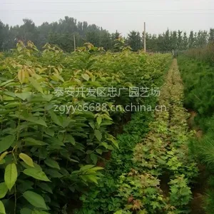 ������ӣ���磬���ӣ�Ҽ޽��磬1�׸�ӣ����۸�