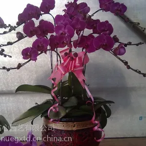 上海植物租赁找省心园艺_北新泾街道宾馆植物租摆