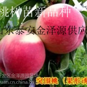 贵州占地桃树苗 1公分桃树苗 2公分桃树苗 3公分占地桃树苗价格
