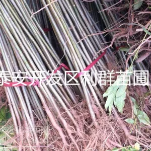 大棚香椿苗 大棚香椿苗价格 大棚香椿树苗