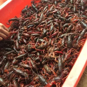 娄底那有龙虾养殖基地--龙虾苗种供应