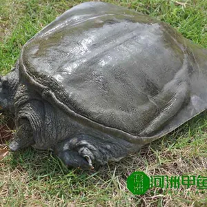 生态甲鱼价格冷水鳖批发