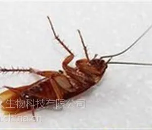 丰台区灭蟑螂、绿巨人***灭蟑、室内灭蟑螂