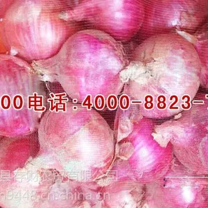 济宁求购洋葱价格