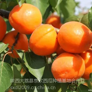 45以上的陕西金太阳杏价格