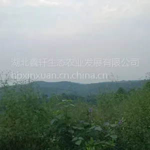 湖北鑫轩农业预售大量柑橘蜜桔,欢迎大老板商谈