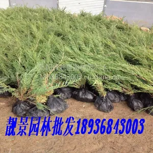 沙地柏30-60公分 沙地柏最新价格 江苏基地批发