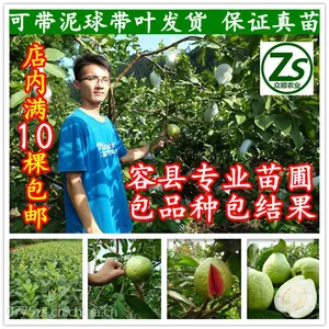 嫁接台湾四季珍珠番石榴苗 芭乐果树苗红肉番石榴苗 当年结果 包品种 众顺农业