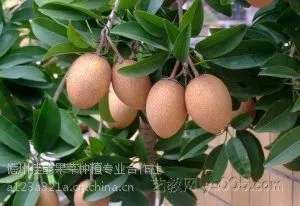 海南水果产地批发一手货源全国招代理一件代发