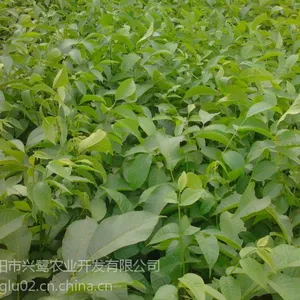 贵州云新核桃苗特点,贵州云新核桃苗求购,贵州云新核桃苗嫁接