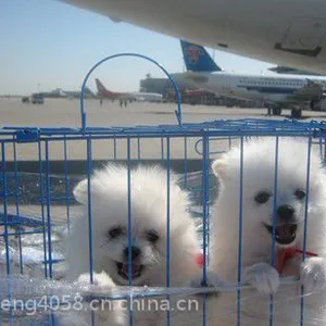 成都机场宠物托运、航空快递、航空货运