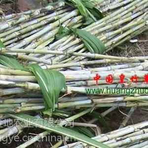 2015年湖南新型皇竹草繁育基地皇竹草批发