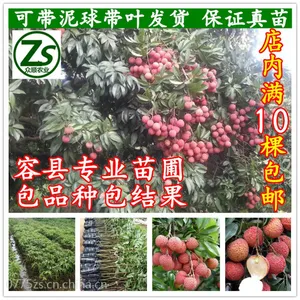 荔枝树苗 嫁接妃子笑 桂味 糯米糍 无核树苗 南方果树苗 众顺农业