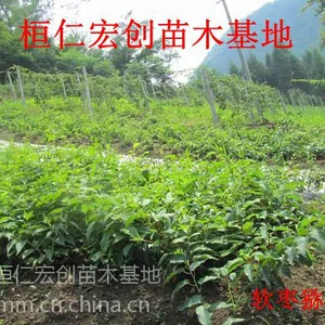 软枣猕猴桃小苗、圆枣子小苗、猕猴桃苗基地
