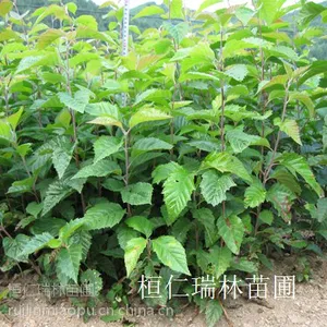 辽宁水榆花楸苗 沃美水榆花楸树苗 凉子木苗 水榆花楸苗价格