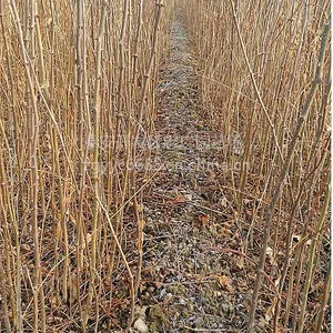 �����磬�ͼ۴���ۻ����磬�ʺϸ�����ֲ�Ļ�������