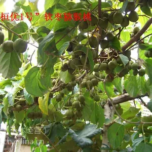 软枣猕猴桃苗